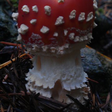 Quis nibh convallis fringilla