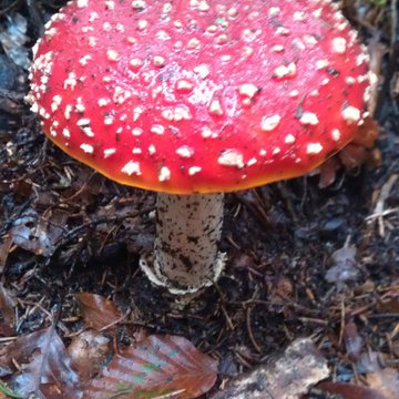 Quis nibh convallis fringilla