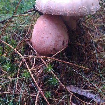 Quis nibh convallis fringilla