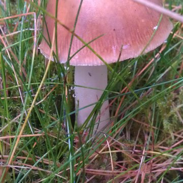 Quis nibh convallis fringilla