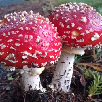 Quis nibh convallis fringilla