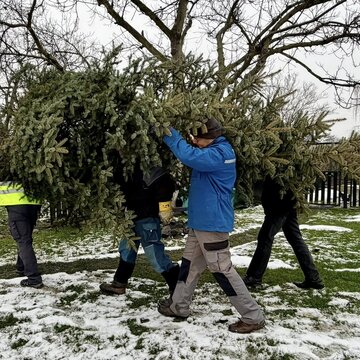 Galerie: Vánoční strom 2025